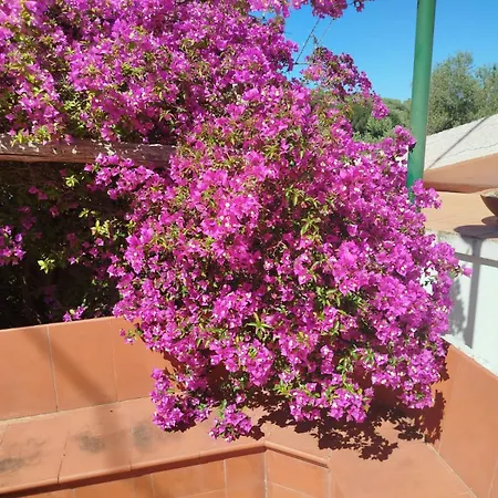 Appartement Un Paradiso A Sorrento Con Piscina *
